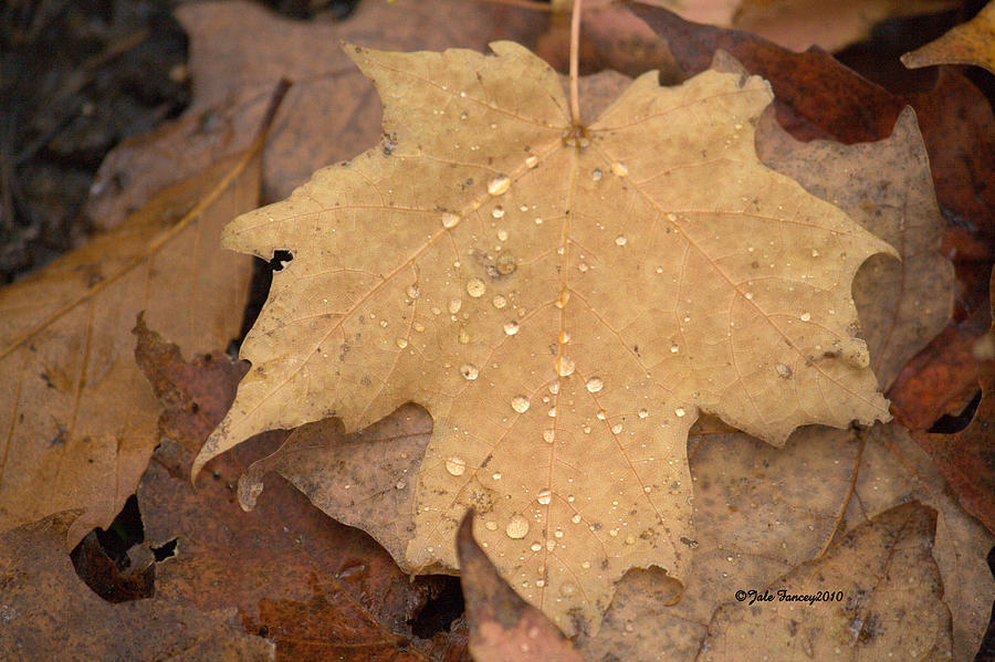Drops on a Golden Leaf  Photograph by Jale Fancey