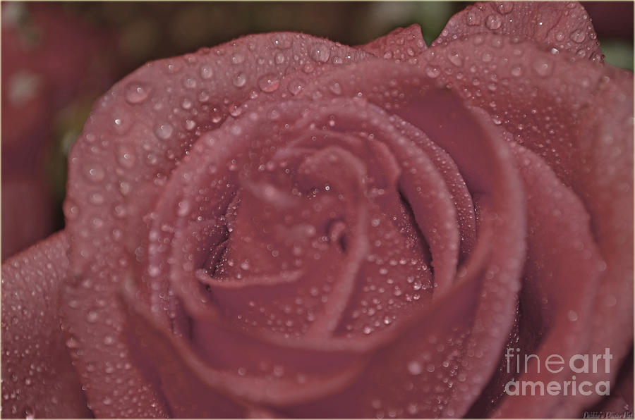 Drops on a pink rose Photograph by Debbie Portwood