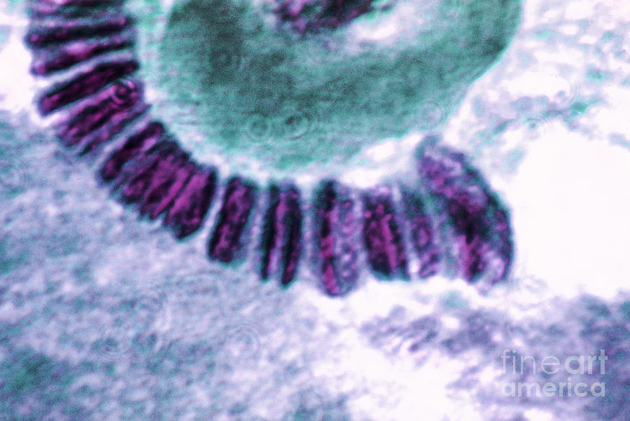 Drosophila Chromosome, Lm Photograph by Omikron