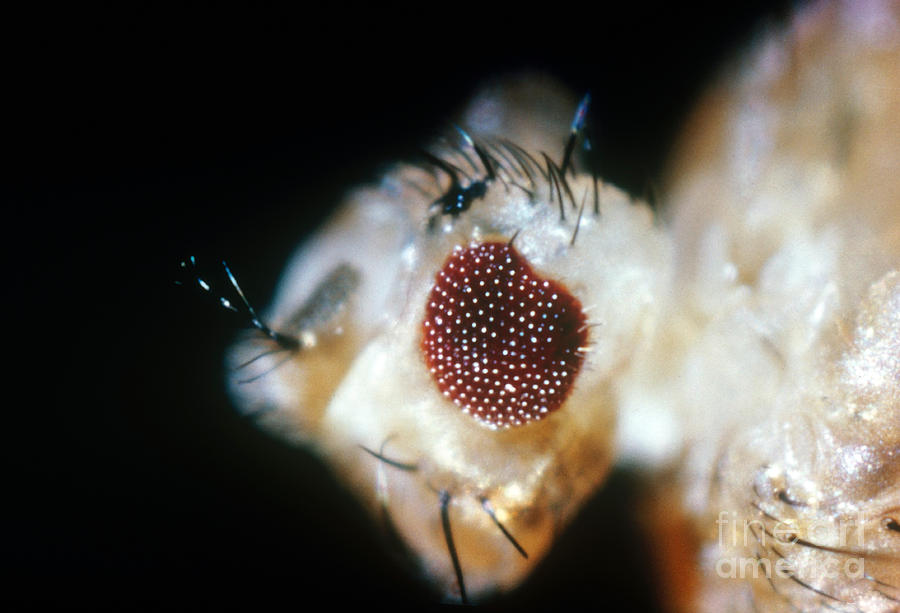 Drosophila, Eyeless Mutation Photograph by Science Source