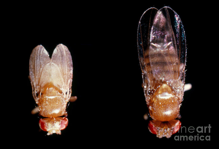 Drosophila Flies Photograph by Science Source