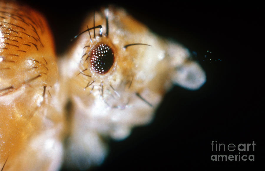 Drosophila, Lobe Mutation  by Science Source