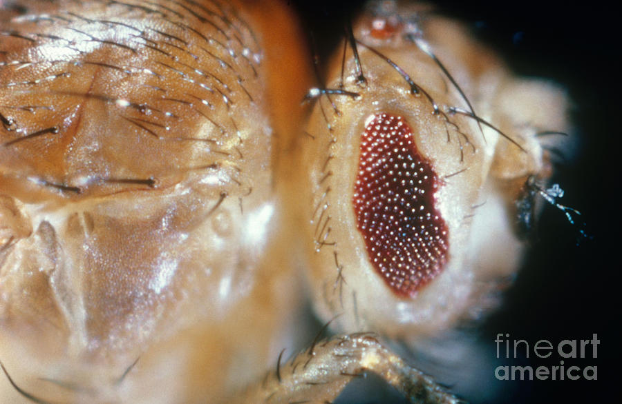Drosophila Mutant With Bar Eyes Photograph by Science Source