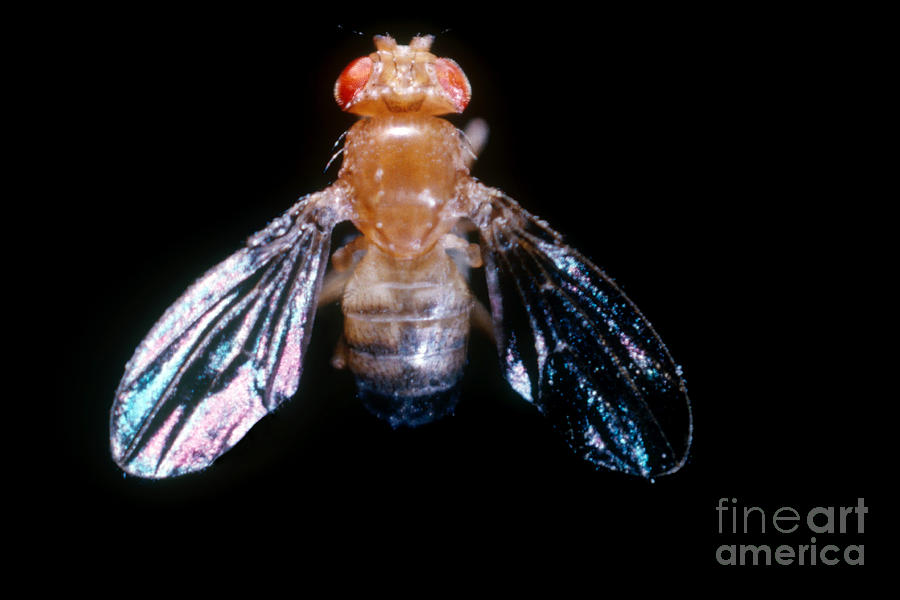 Drosophila With Dichaete Wings Photograph by Science Source