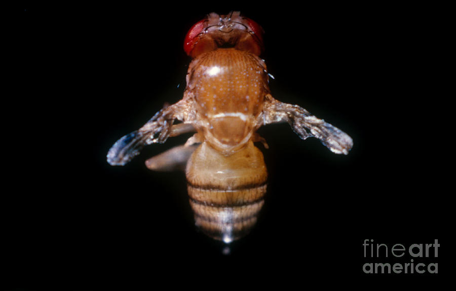 Drosophila With Vestigial Wings Photograph by Science Source