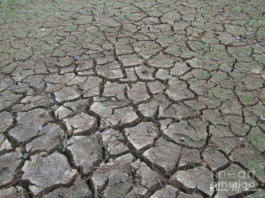 Drought Photograph by Donna Brown