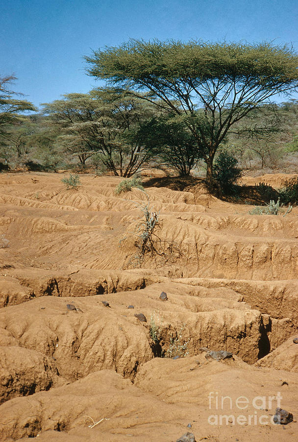 Drought, Lake Baringo Photograph by Elizabeth Kingsley
