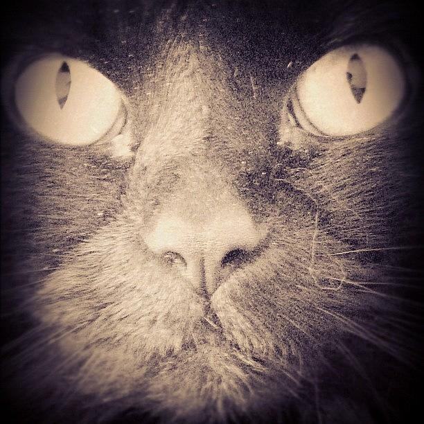 Cat Photograph - #drusilla #dru #cat #pet #feline #black by Neil Ormsby