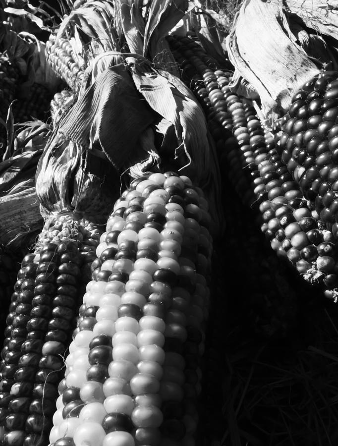 Black And White Photograph - Dry Corn by Nicholas Evans