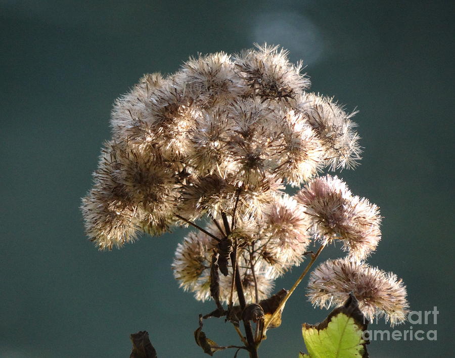Dry Flowers at Central Park 1 Photograph by Padamvir Singh