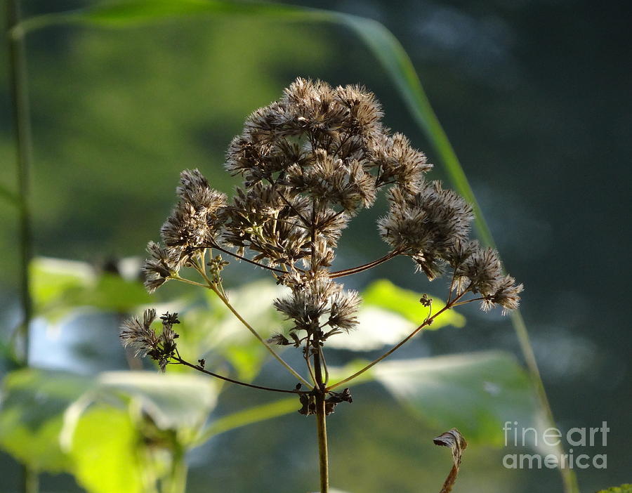 Dry Flowers at Central Park 2 Photograph by Padamvir Singh