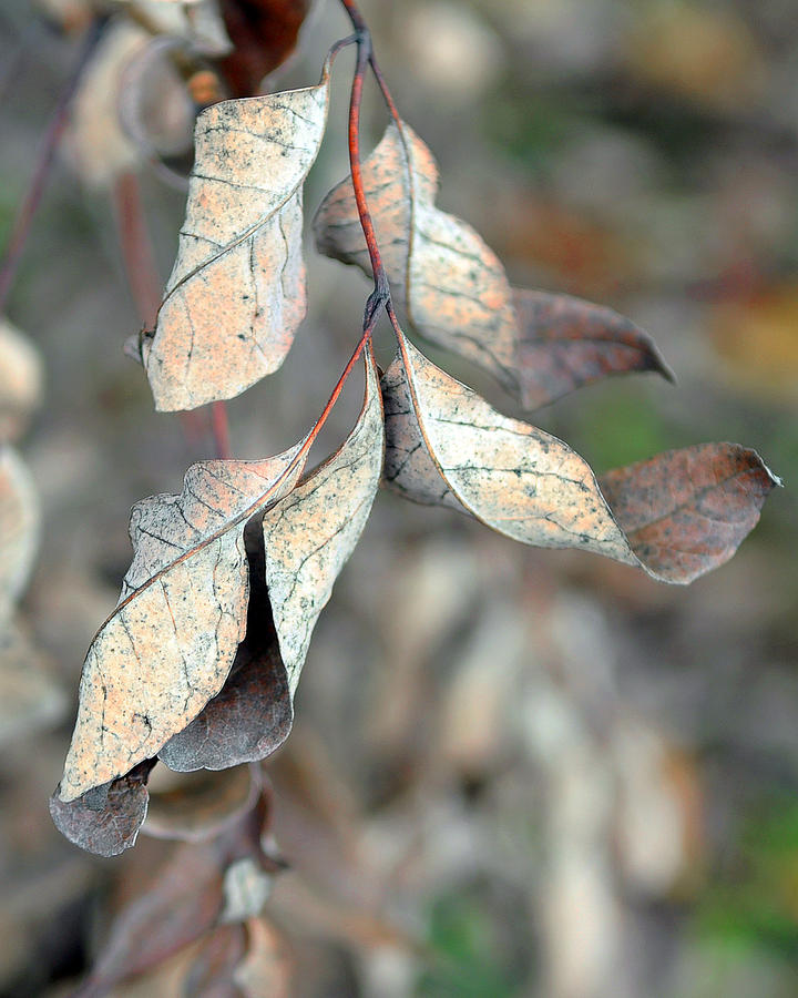Nature Photograph - Dry Leaves by Lisa Phillips