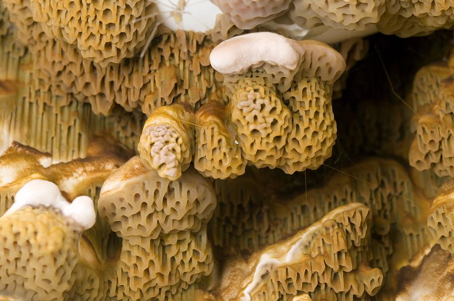 Dry Rot Fungus Photograph By Sinclair Stammers Pixels