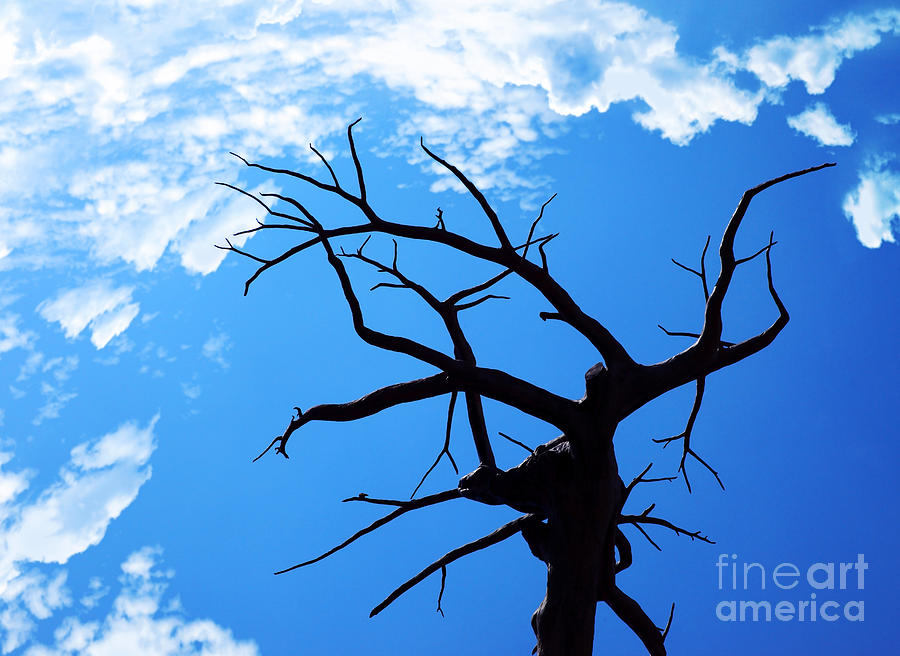Dry tree Photograph by Anna Om - Fine Art America