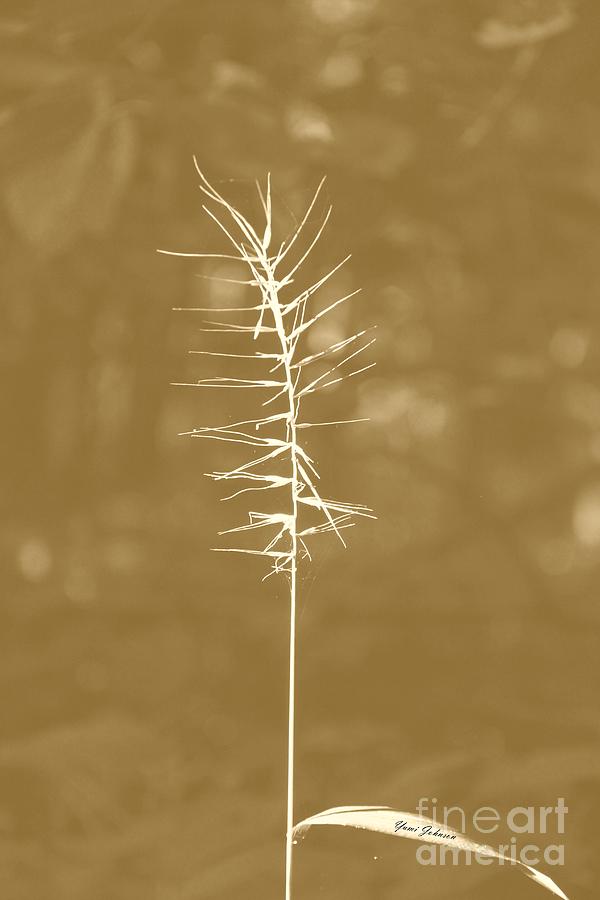 Dry weed in sepia Photograph by Yumi Johnson
