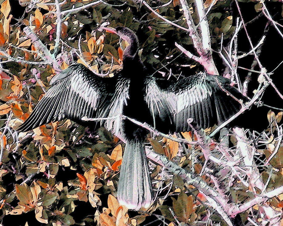 Anhinga Photograph - Drying My Wings by Patricia Januszkiewicz