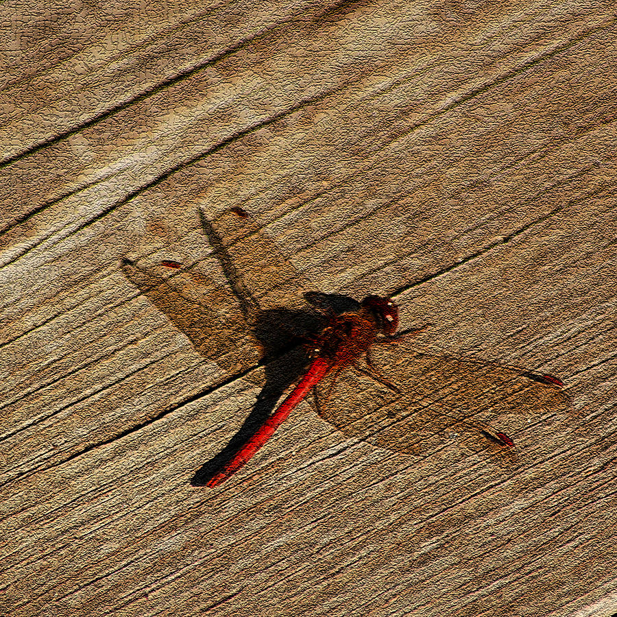 Drying Red  Dragon Fly Photograph