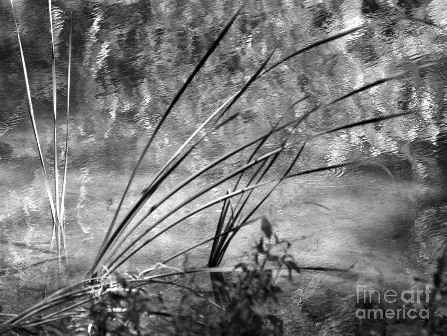 dsc00135 Reeds and Reflections Photograph by AnneKarin Glass