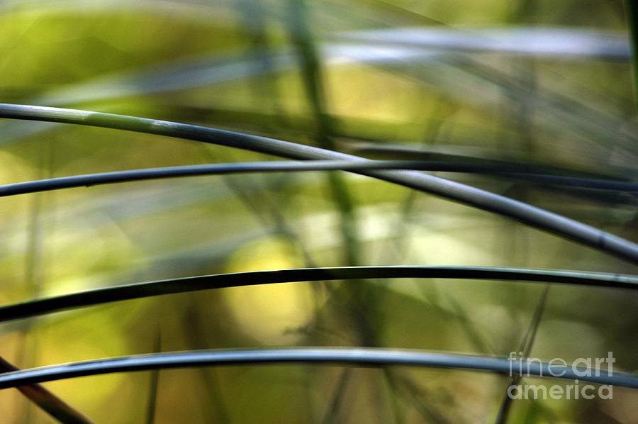 DSC0111 Blades of Grass Photograph by AnneKarin Glass