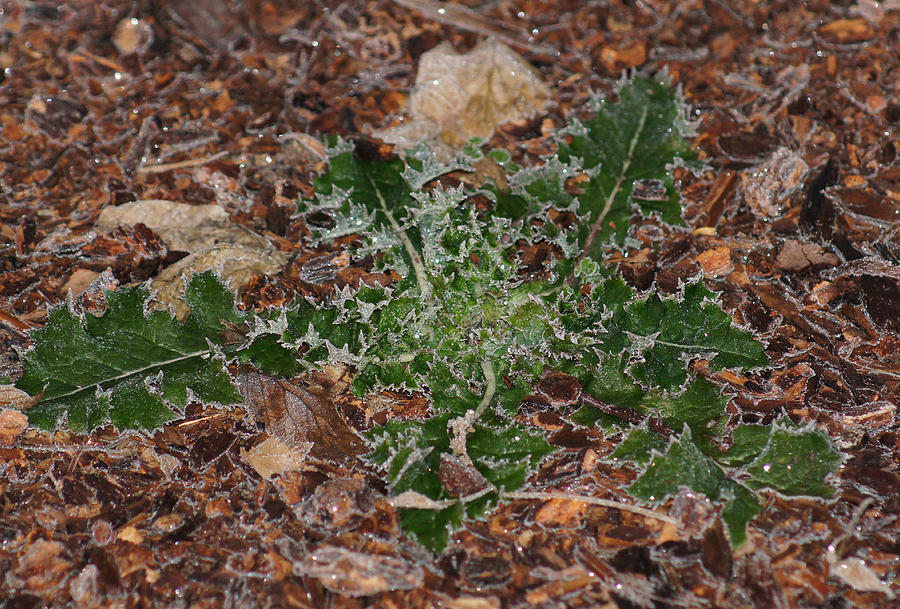 DSC03352 - Frosted Thistle Photograph by Shirley Heyn