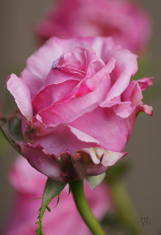 DSC03838 - Pink Rosebud Photograph by Shirley Heyn