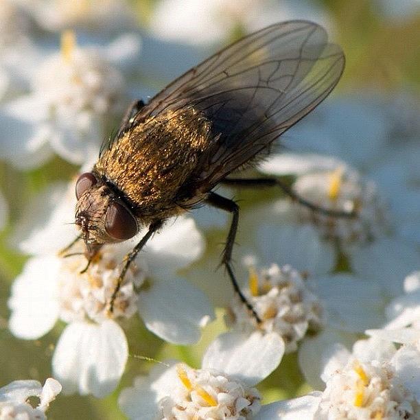 Nature Photograph - Dslr : Furry Fly by Gary Stasiuk