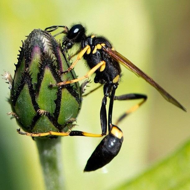 Nature Photograph - Dslr : Wasp by Gary Stasiuk