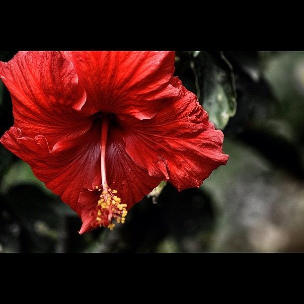 Nature Photograph - Dslr Shot Edited With Snapseed. #flower by Loghan Call