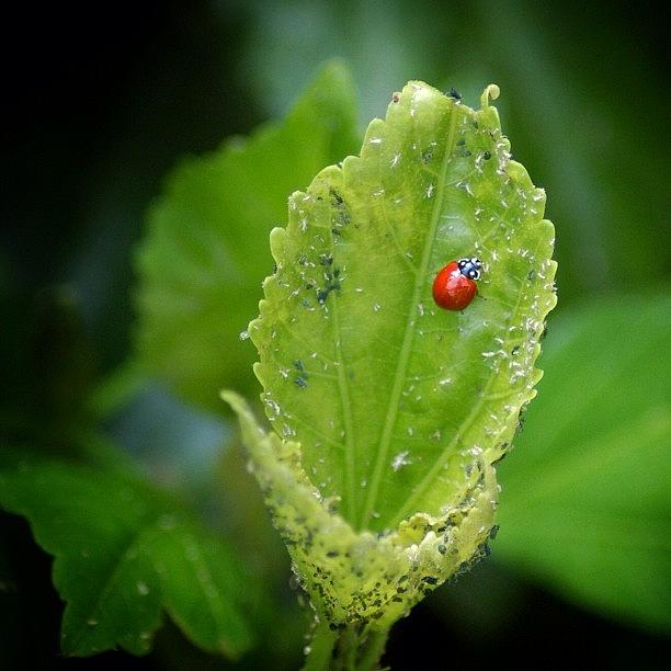 Ladybug Photograph - Dslr Shot, Love Shooting Nature by Loghan Call
