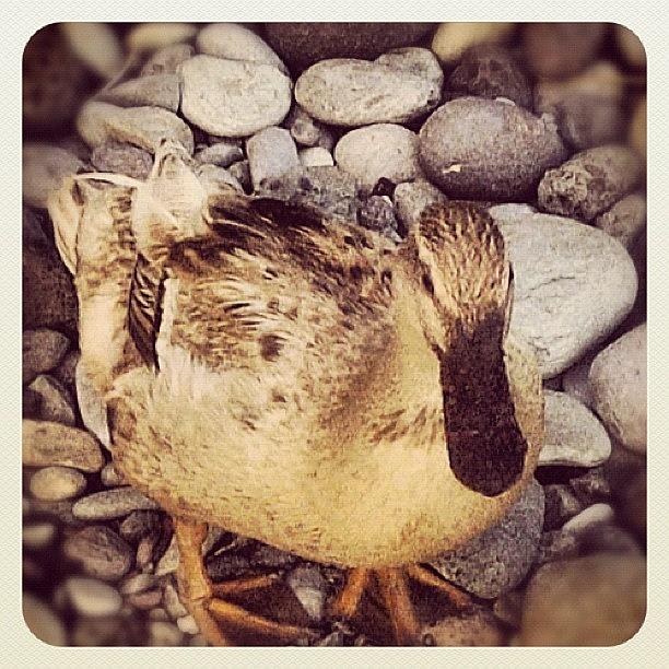 Duck Photograph - #duck :) by Kristin Rogers