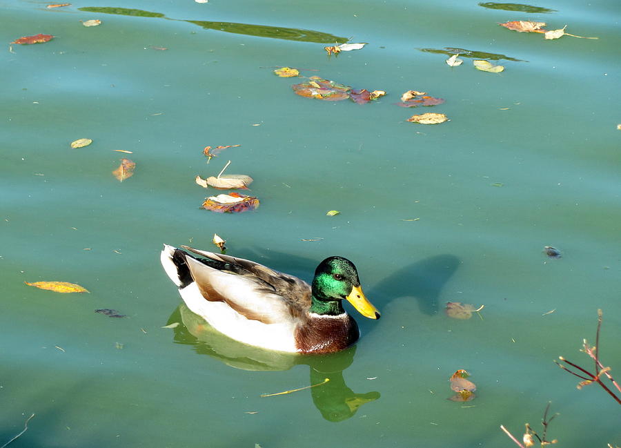 Duck 1 Photograph by Anita Burgermeister