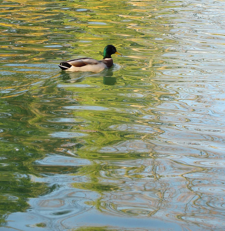Duck 2 Photograph by Anita Burgermeister