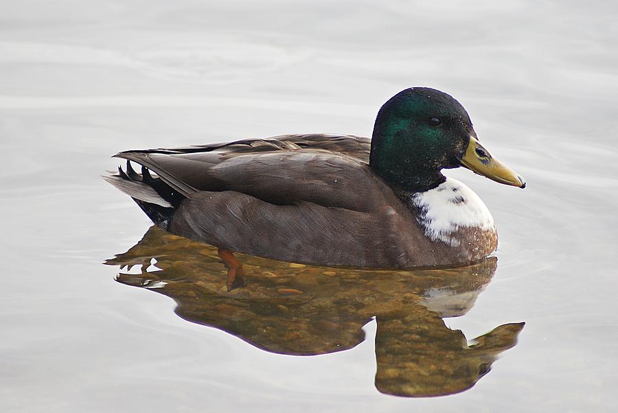 Duck 3 Photograph by Joe Faherty