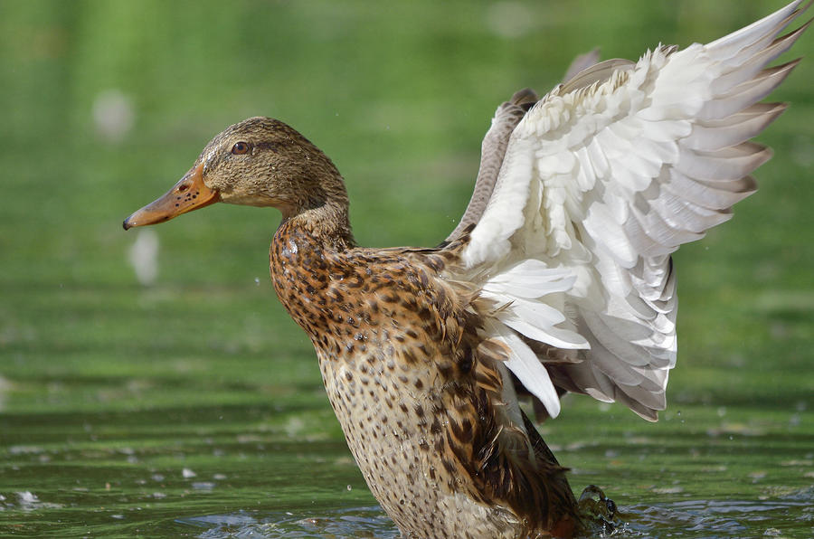 Duck 4 Photograph by Toshihide Takekoshi - Fine Art America