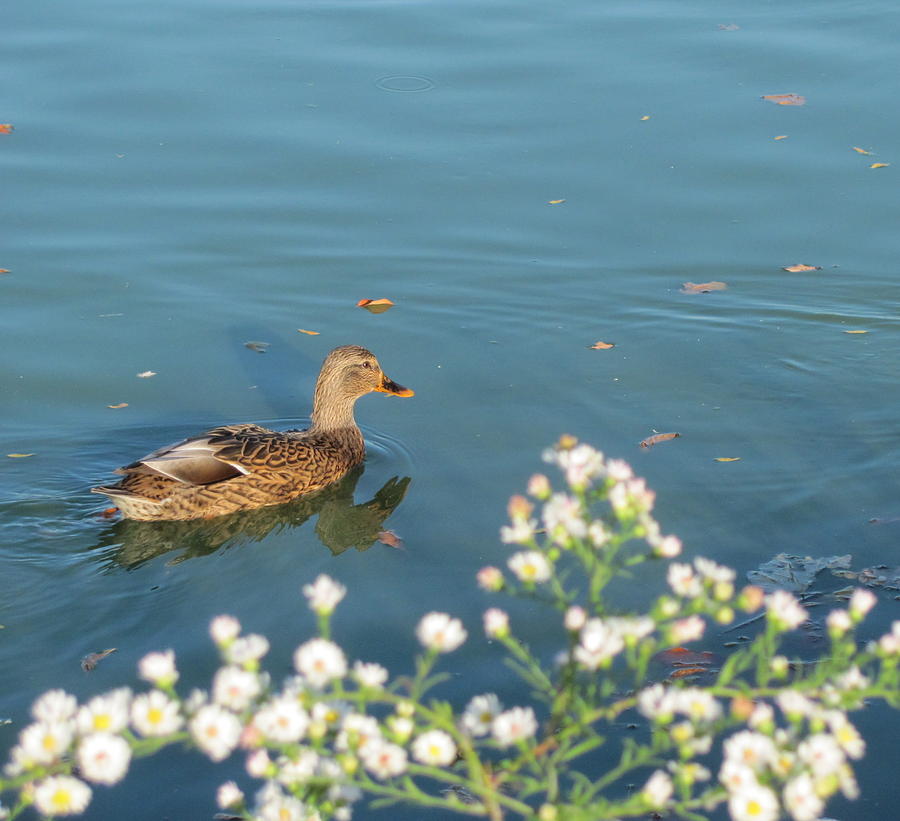 Duck 6 Photograph by Anita Burgermeister