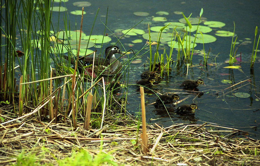 Duck and ducklings Photograph by Emanuel Tanjala