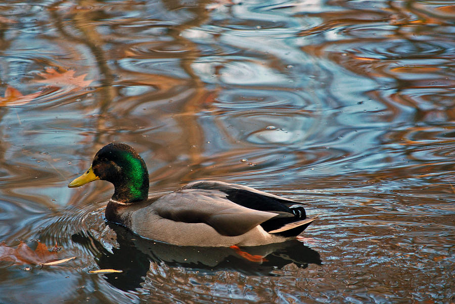 Duck Photograph - Duck and Water Ripples by Michelle Cruz