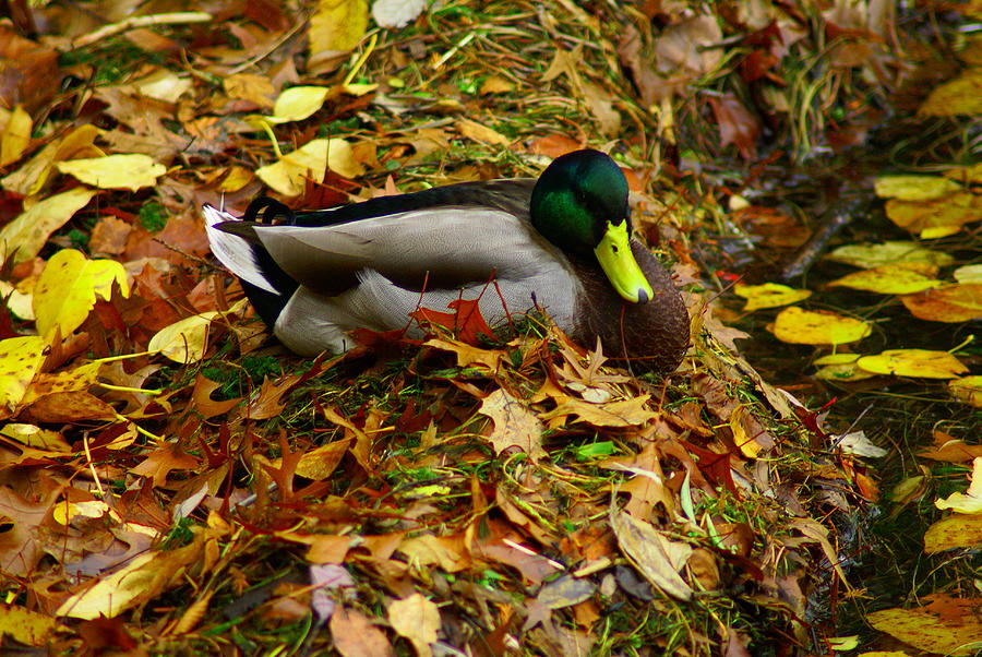Duck at Rest Photograph by Jerry Cahill