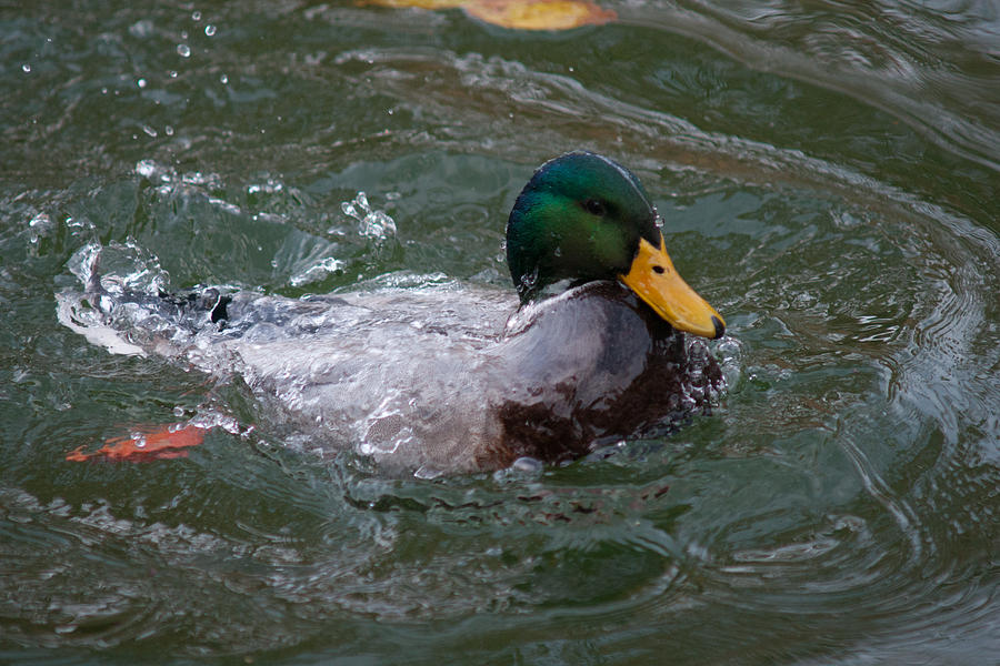 Duck Photograph - Duck Bathing Series 1 by Craig Hosterman