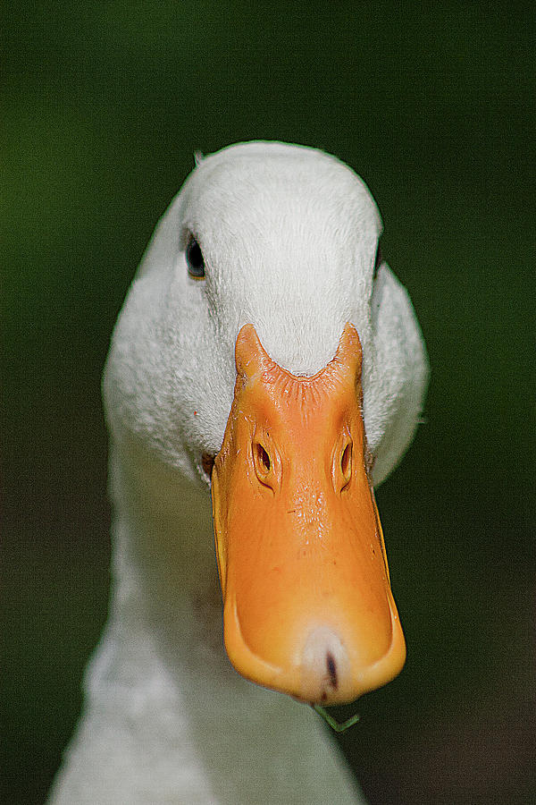 Duck Color Photograph by David Haskett II