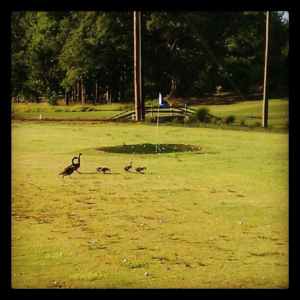 Golf Photograph - Duck Crossing #fore #golf by Timothy Vines