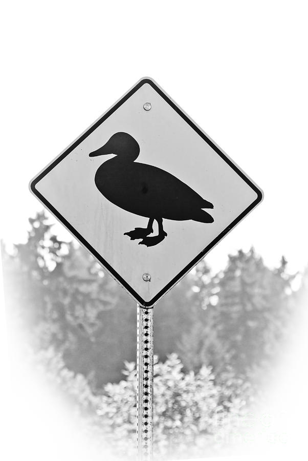 Duck Crossing Sign Photograph by Jim And Emily Bush