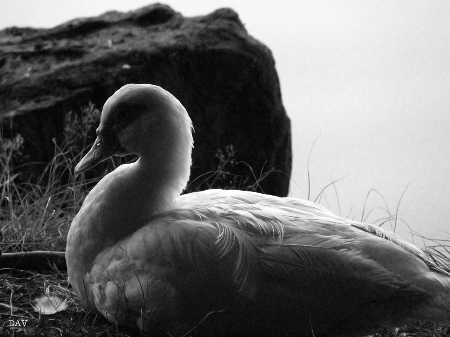 Duck Down Image Photograph by Debra     Vatalaro