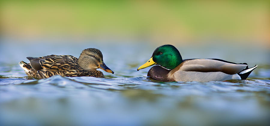 Duck Photograph - Duck Family 1 by Yuri Peress