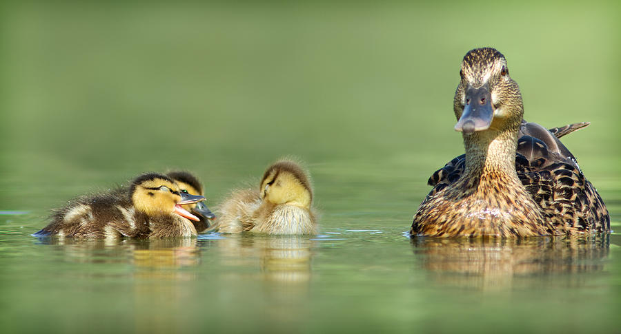 Duck Family Photograph by Yuri Peress