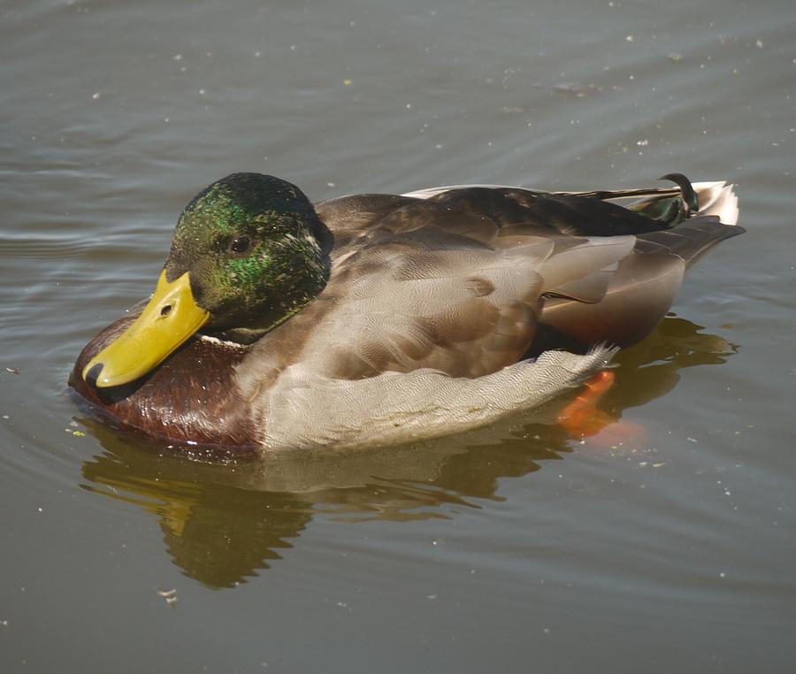 Duck Photograph by Heather Hennick