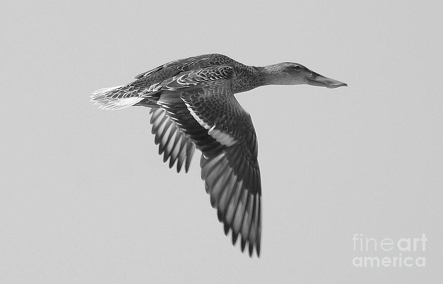Duck In Black And White Photograph by John  Kolenberg