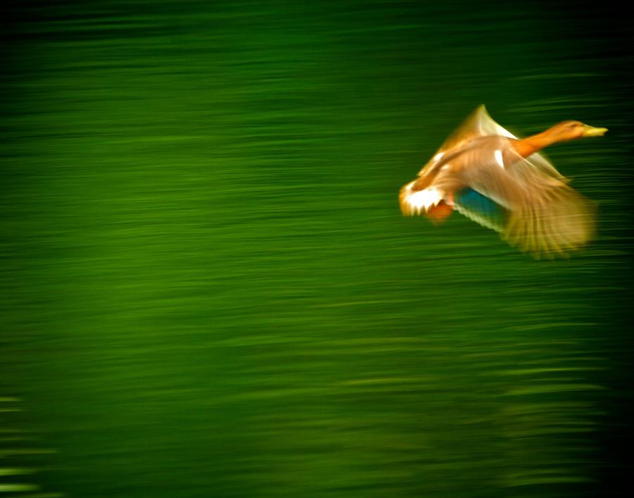Duck in motion Photograph by Prince Andre Faubert