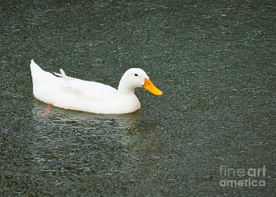 Duck In The Rain Photograph by Johan Larson