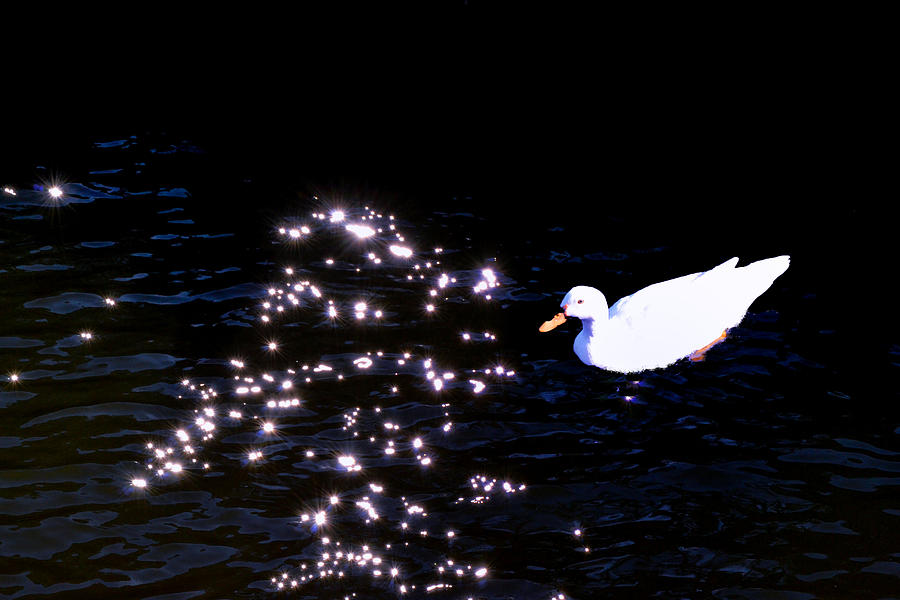 Duck in the Spotlight Photograph by Kelly Reber